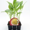 Pack Plantones Coliflor Híbrida F1 Amarilla Cheddar 6 Ud. Natural - Fitoralia