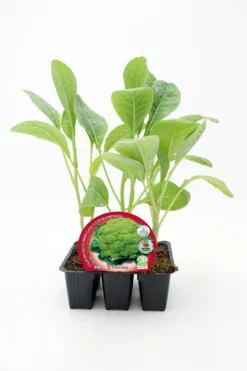 Pack Plantones Coliflor Híbrida F1 Romanescu 6 Ud. Natural - Fitoralia
