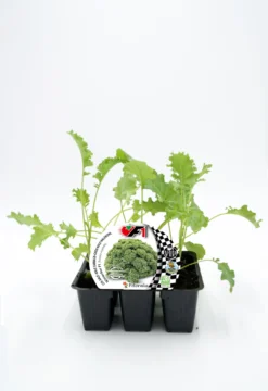 Pack Plantones Col Kale Híbrida F1 Winterbor 6 Ud. Natural - Fitoralia