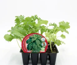 Pack Plantones Col Kale 12 Ud. Natural - Fitoralia