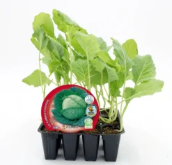 Pack Plantones Col Milán 12 Ud. Natural - Fitoralia
