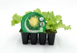 Pack Plantones Escarola 12 Ud. Natural - Fitoralia
