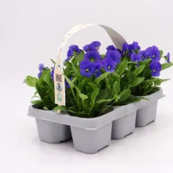 Pack Plantones Violeta Azul 6 Ud. Natural - Fitoralia