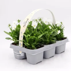 Pack Plantones Violeta Blanca 6 Ud. Natural - Fitoralia