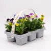 Pack Plantones Violeta Multicolor 6 Ud. Natural - Fitoralia