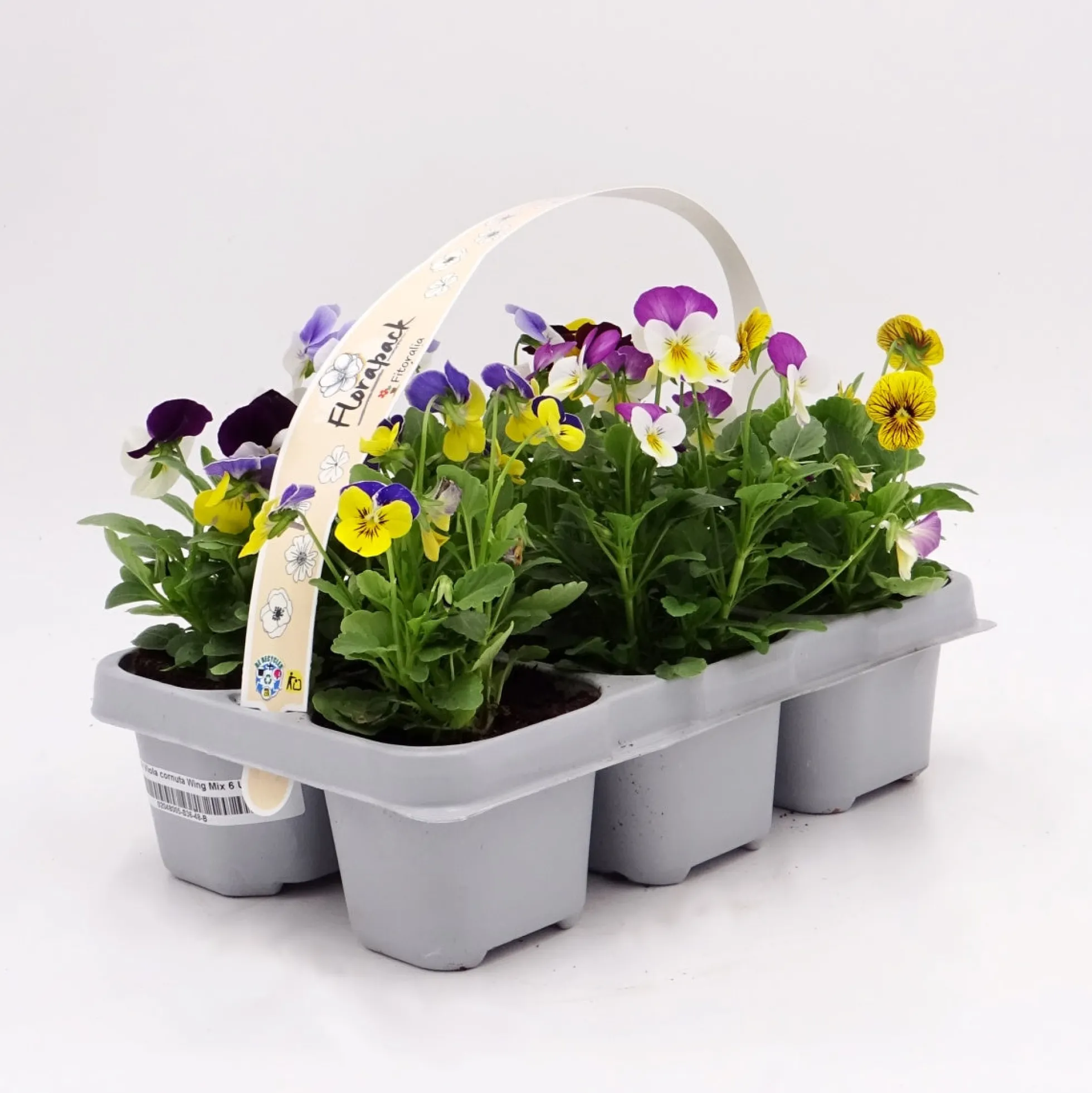 Pack Plantones Violeta Multicolor 6 Ud. Natural - Fitoralia