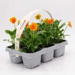 Pack Plantones Violeta Naranja 6 Ud. Natural - Fitoralia