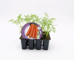 Pack Plantones Zanahoria 12 Ud. Natural - Fitoralia