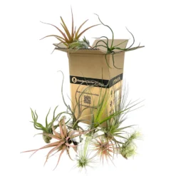 Pack 15 Tillandsias Variadas