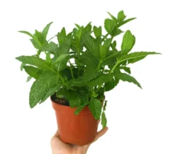 Pack 10 Unidades De Aromáticas