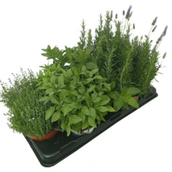 Pack 10 Unidades De Aromáticas