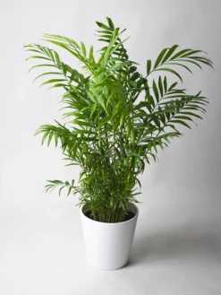 Palmera De Salón O Chamaedorea | Altura 70cm - Maceta 17cm