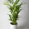 Palmera Dypsis O Areca | Altura 110cm - Maceta 21cm