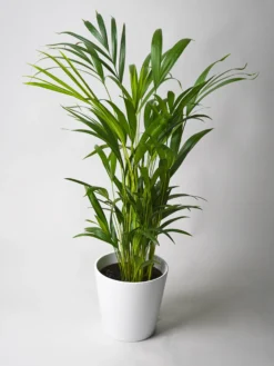 Palmera Dypsis O Areca | Altura 110cm - Maceta 21cm