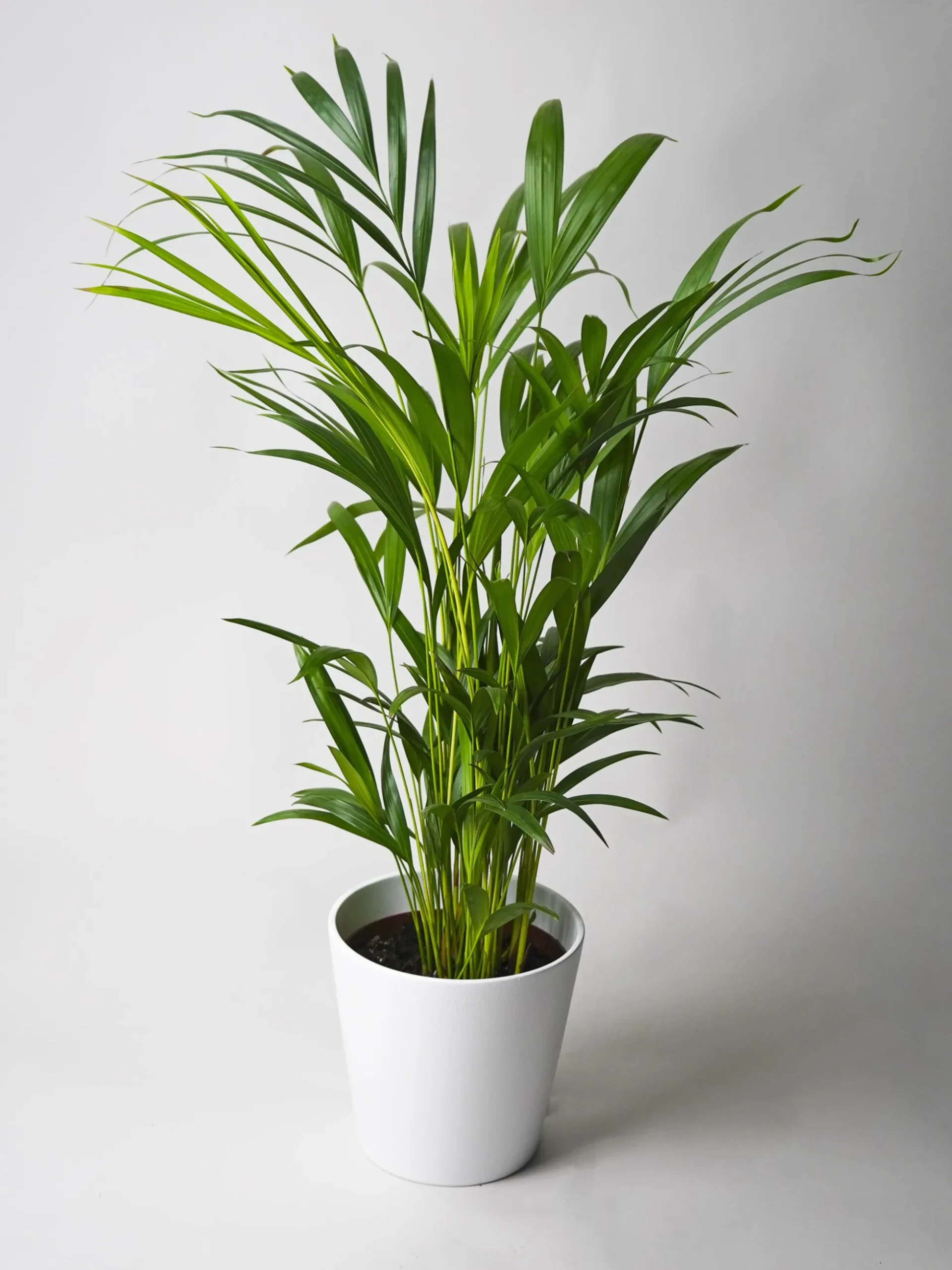 Palmera Dypsis O Areca | Altura 110cm - Maceta 21cm