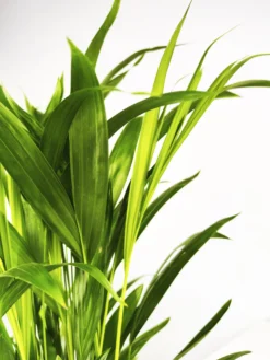 Palmera Dypsis O Areca | Altura 110cm - Maceta 21cm