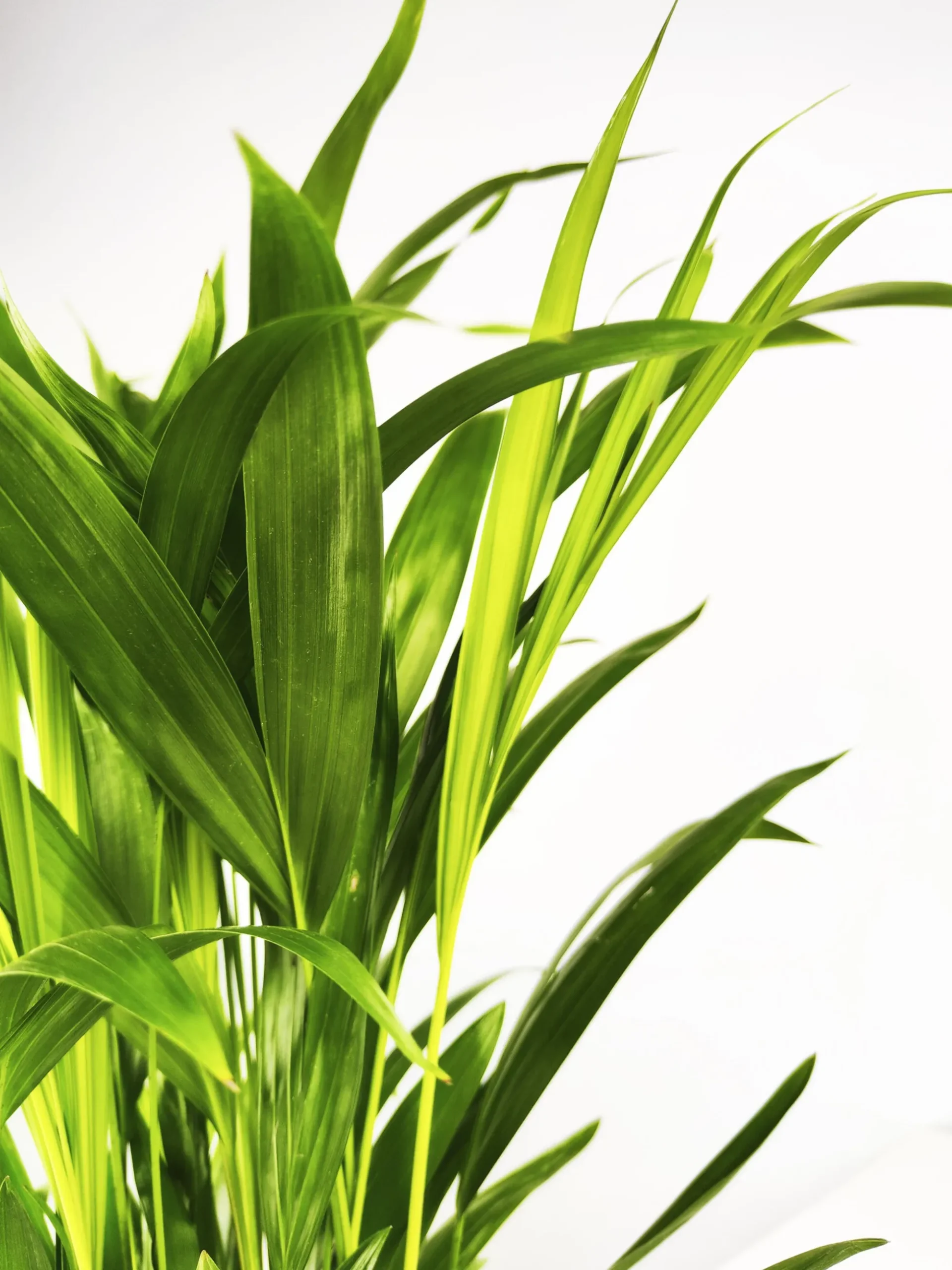 Palmera Dypsis O Areca | Altura 110cm - Maceta 21cm