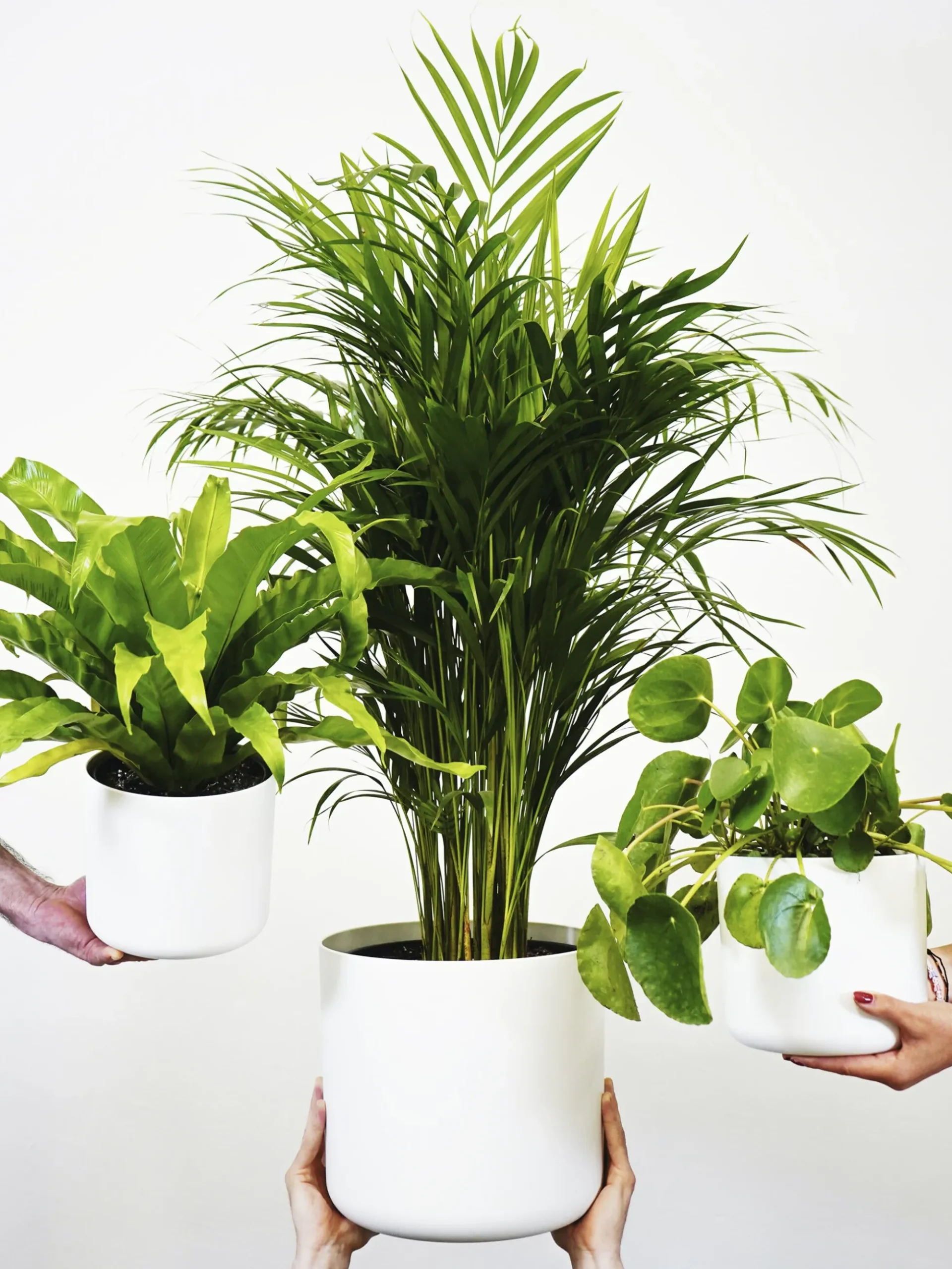 Palmera Dypsis O Areca | Altura 110cm - Maceta 21cm
