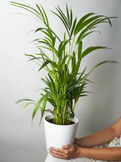 Palmera Dypsis O Areca | Altura 110cm - Maceta 21cm