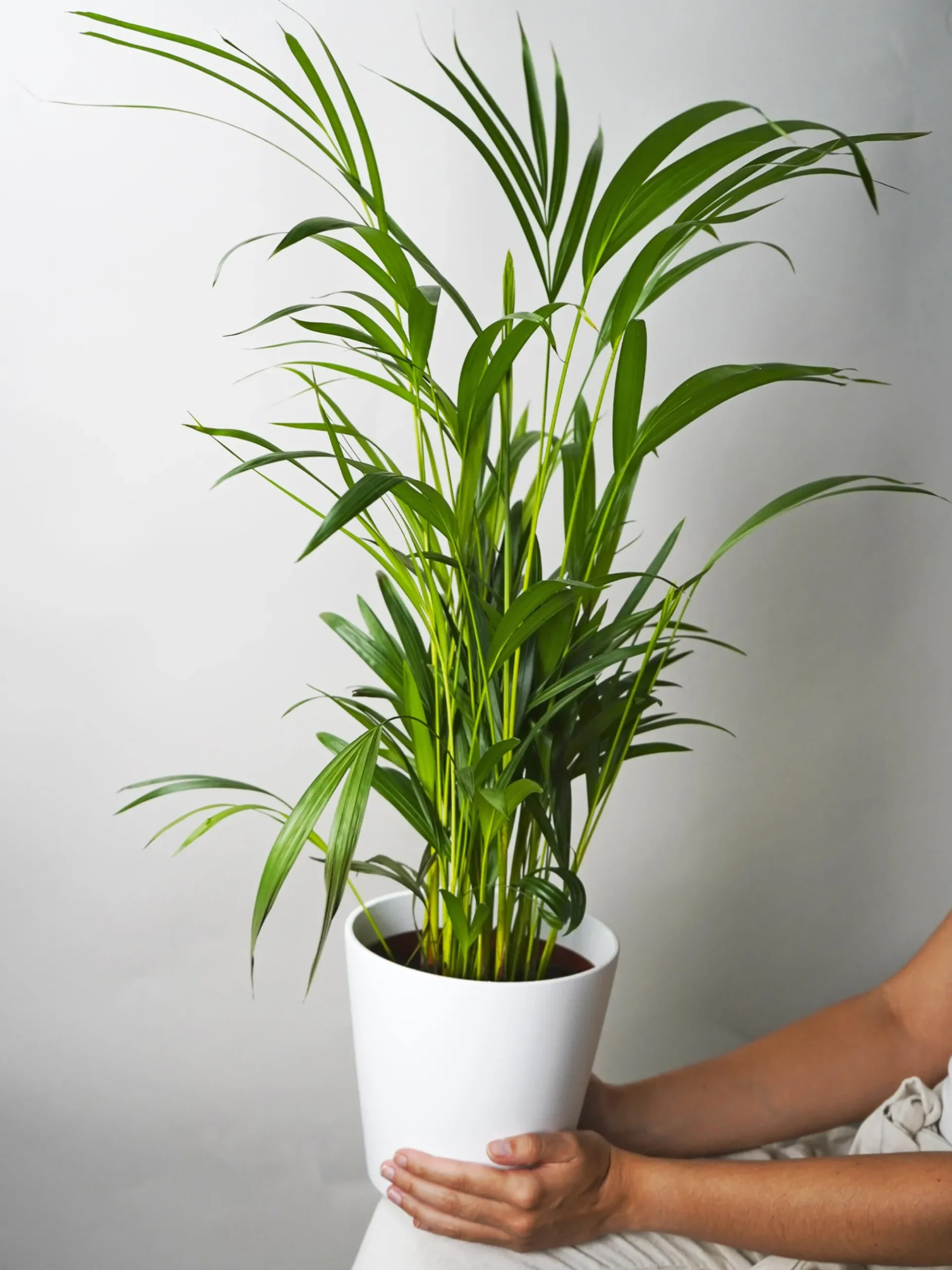 Palmera Dypsis O Areca | Altura 110cm - Maceta 21cm