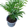 Palmera Enana Planta Interior Chamaedorea Terrario