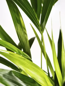 Palmera Kentia | Altura 110cm - Maceta 19cm