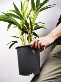 Palmera Kentia | Altura 110cm - Maceta 19cm