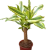 Palo De Brasil Yellow Coast Planta De Interior Dracaena