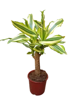 Palo De Brasil Yellow Coast Planta De Interior Dracaena