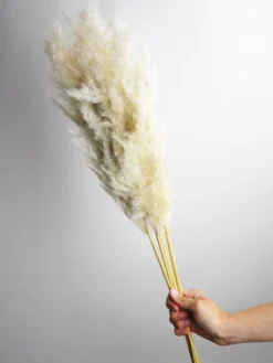 Pampas Secas