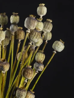 Papaver Seco