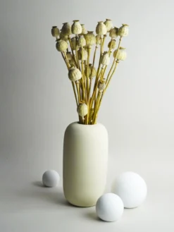 Papaver Seco