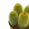 Parodia Leninghausii Cactus Y Suculentas M8,5 cm Ø
