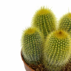 Parodia Leninghausii Cactus Y Suculentas M8,5 cm Ø
