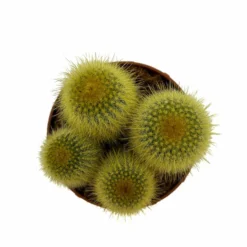 Parodia Leninghausii Cactus Y Suculentas M8,5 cm Ø