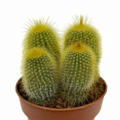 Parodia Leninghausii Cactus Y Suculentas M8,5 cm Ø