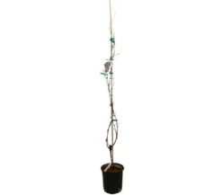 Parra Autum Royal Negra M20 140-160cm