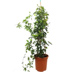 Passiflora Piramide M24 100cm