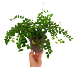 Pellaea Rotundifolia M12