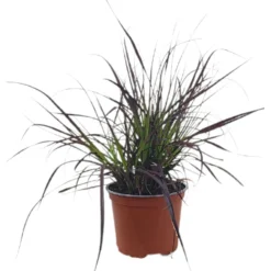 Pennisetum Setaceum Rubrum M17 25-35cm
