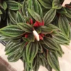 Peperomia Cappe Rosso Planta De Interior