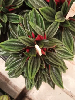 Peperomia Cappe Rosso Planta De Interior
