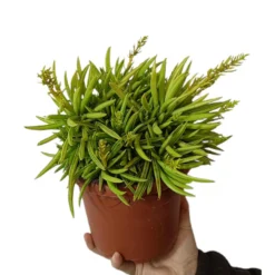 Peperomia Ferreyrae M17