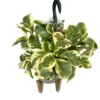 Peperomia Obtusifolia M15 Colores Variados
