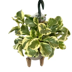 Peperomia Obtusifolia M15 Colores Variados