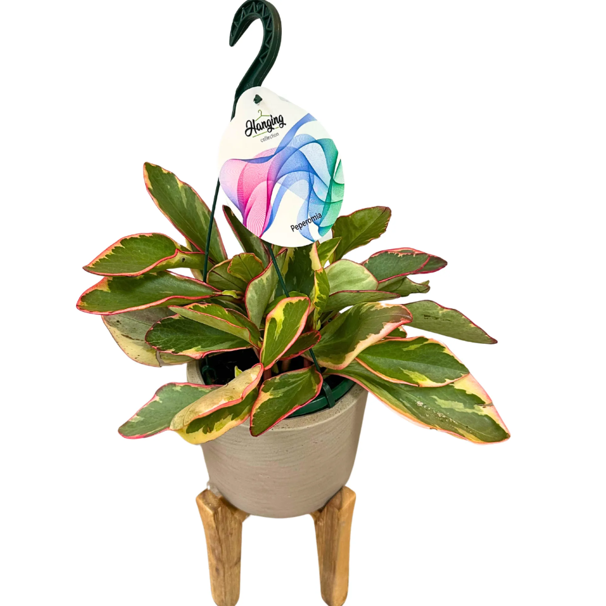 Peperomia Obtusifolia M15 Colores Variados