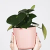 Peperomia Raindrop | Altura 25cm - Maceta 12cm