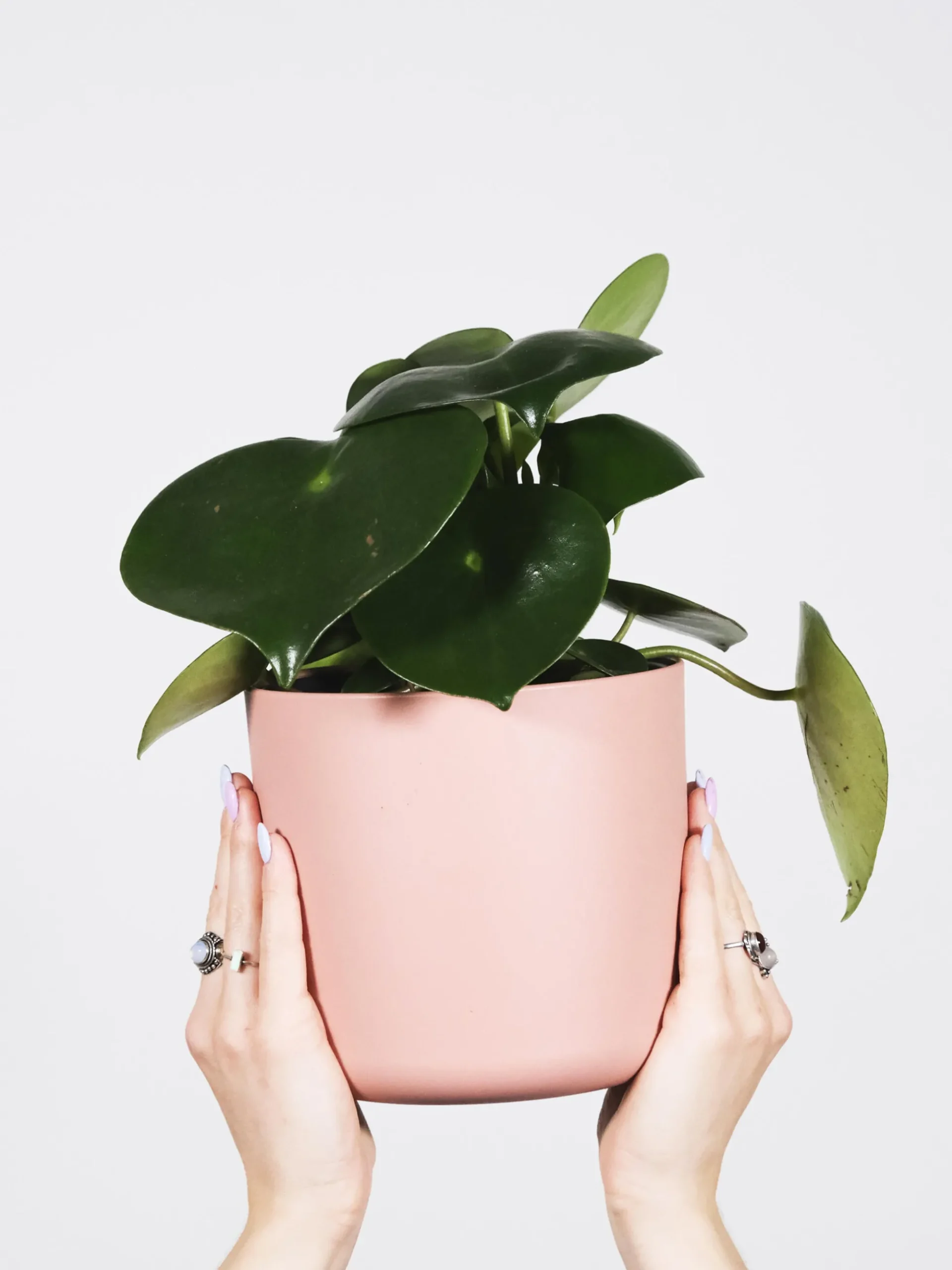 Peperomia Raindrop | Altura 25cm - Maceta 12cm