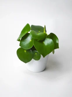 Peperomia Raindrop | Altura 25cm - Maceta 12cm