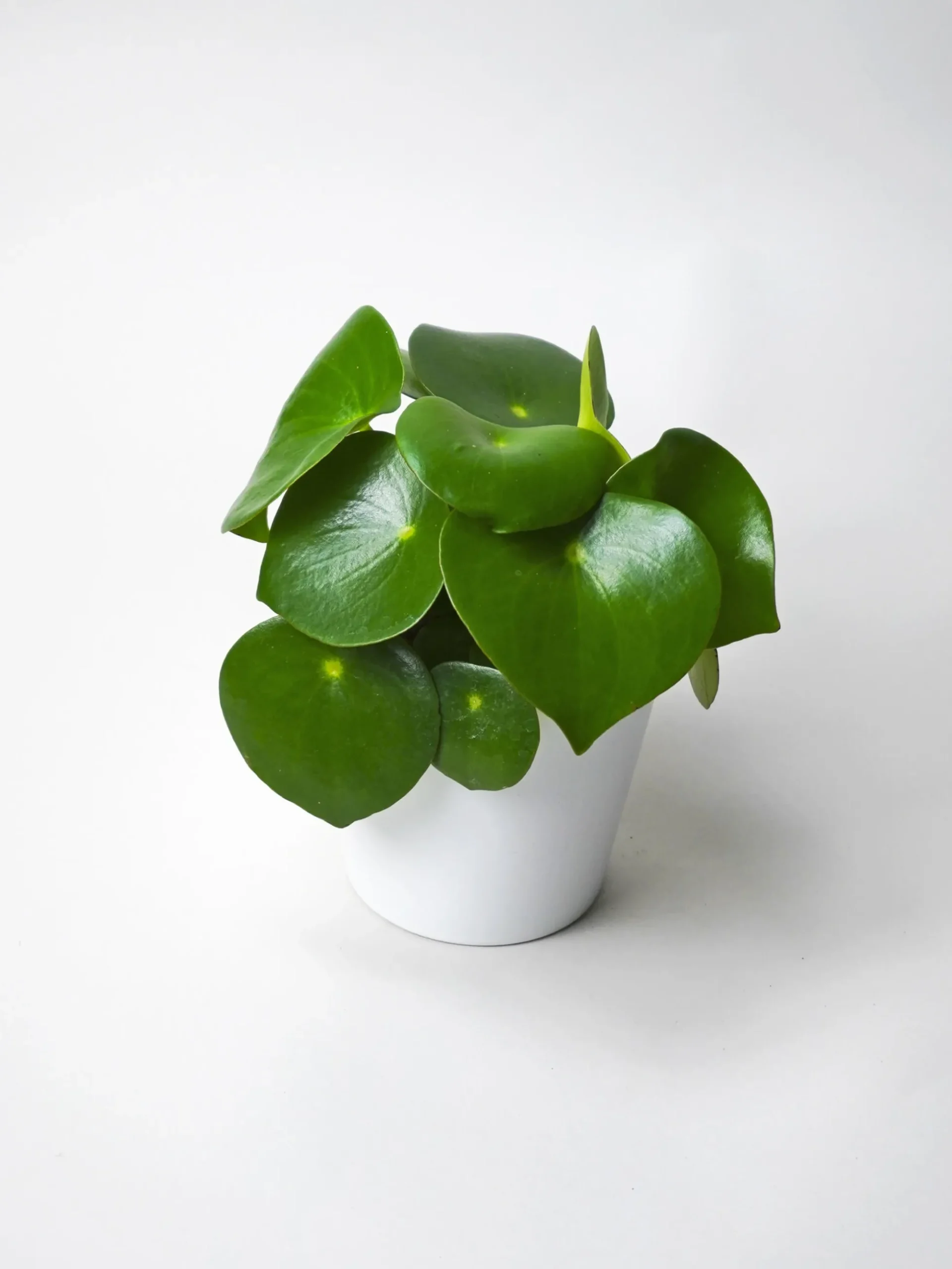 Peperomia Raindrop | Altura 25cm - Maceta 12cm